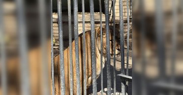 В одесском зоопарке умерла львица: активистка требует увольнения директора