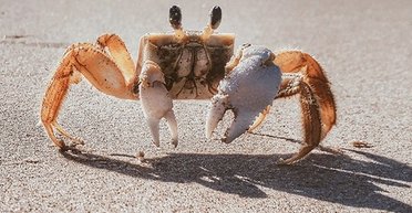 У ракоподібних знайшли свідомість: учені закликають припинити їх варити і різати живцем