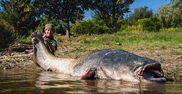 Підводний монстр: чоловік спіймав величезного сома, якого ще "не бачив світ" (фото)