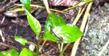 100-річну загадку розкрито: на Мадагаскарі вперше знайшли незвичайну п'явку (відео)