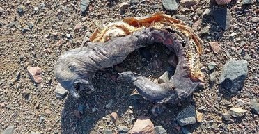 С двумя челюстями и без глаз. В Египте нашли существо, похожее на орка из "Властелина колец"