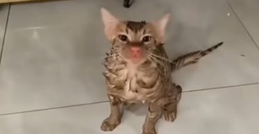 Чудом выжил: пушистый пережил "разборки" со стиральной машиной (видео)