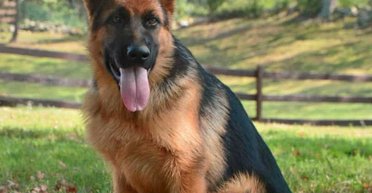 Благодаря одному продукту женщина "покорила" сердце соседского пса: хозяин был неприятно удивлен