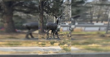 Вандалы клеят забавные игрушечные глаза к уличным скульптурам, но властям не смешно (фото)