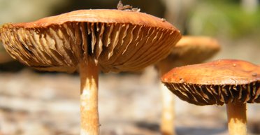 Человек-гриб. Американец вколол себе отвар галлюциногенных грибов и те проросли в организме