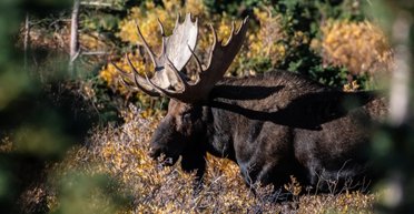 Який на смак найбільший олень у світі: хто з людей досі полює на гігантів