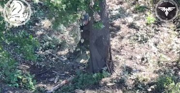 Было замечено целое отделение: женщины-оккупантки штурмуют на Покровском направлении (видео)