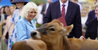 Король Чарльз і королева Камілла були шоковані двома "жвавими" коровами (фото, відео)
