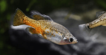 Найсамотніша риба у світі: у британському зоопарку врятували від вимирання рибу-боксера