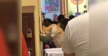 "Прийшла за благословенням": чоловік помітив "святу кішку" в церкві