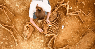 Во Франции нашли масштабные захоронения лошадей: ученые не знают, почему животных похоронили именно так