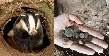 Маленький кладоискатель. В Испании голодный барсук раскопал тайник римских монет (фото)