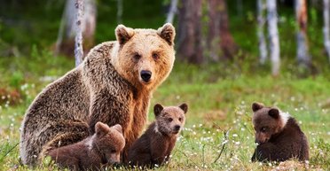Медведи на самом деле не впадают в спячку: почему тогда они проводят зиму в берлогах