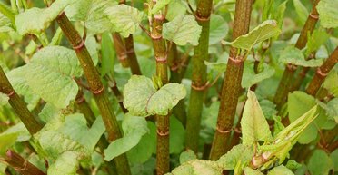 Чем сорняки отличаются от растений: разница невелика и напрямую связана с людьми