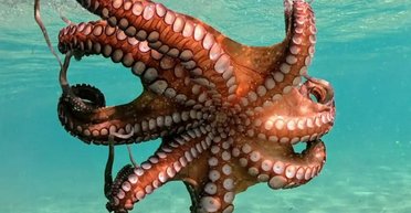 Не ссавці: ці розумні істоти захоплять Землю після зникнення людства (фото)