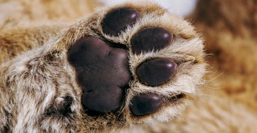 Співробітниця супермаркету в Ірпені жорстоко розправилася з бездомним котом: справою зацікавилися у ВР