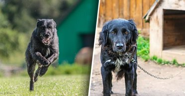 Цепь, старая будка и жизнь без шансов: что не так с защитой животных в Украине