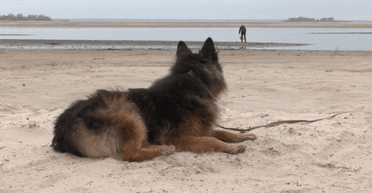 Ожидал хозяина-рыбака восемь лет: черкасский "Хатико" нашел семью (видео)