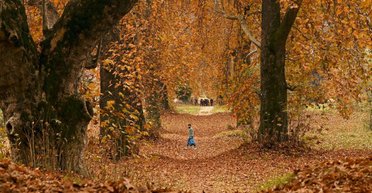 Живут сотни лет: в Индии спасают деревья чинар, которые растут на спорной территории