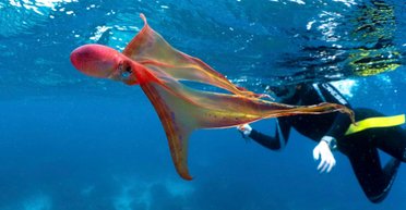 Похож на одеяло. На Большом Барьерном рифе ученые обнаружили редкий вид осьминога (видео)