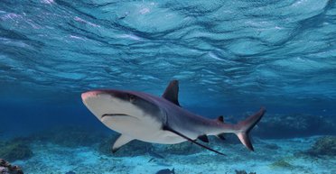 Без единой косточки в теле: тело какого животного на Земле полностью состоит из хрящей