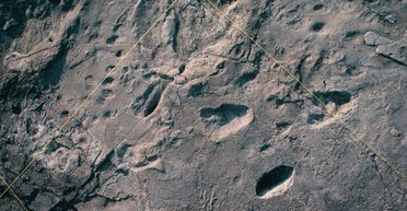 Перепутали с медведем. Найдены окаменевшие следы ранее неизвестного вида древних людей (фото)