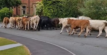 Величезне стадо корів вирвалося на волю і влаштувало безлад у селі (фото)