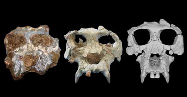 Між мавпою і людиною: вчені показали обличчя далекого предка Homo Sapiens (фото)