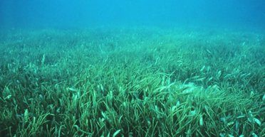 500 млн років тому щось вийшло з моря на сушу і назавжди змінило Землю: що це було