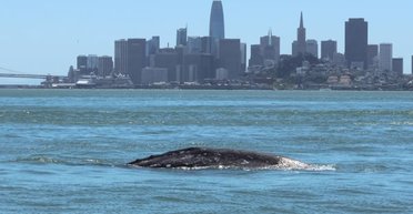 Відома затока стала смертельною пасткою для китів: морські гіганти зникають назавжди (фото)