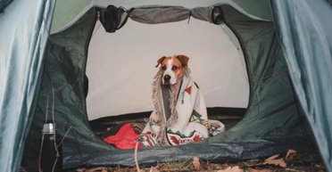 На відео зняли, як "домашній" пес усвідомив, що опинився в поході