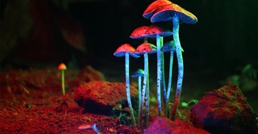 Природа дважды создавала псилоцибин: почему грибы эволюционировали и стали галлюциногенными