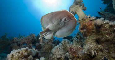 Учені вперше побачили, як скати ведуть боротьбу з акулами за допомогою електрошоку (відео)
