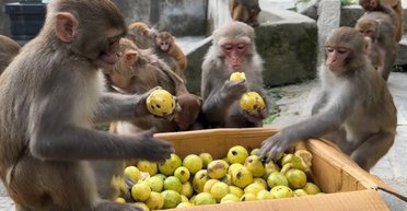Незвичайний випадок: доглядач зоопарку почав красти їжу у тварин (фото)