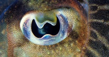 Самые странные глаза в океане: названо существо, чьи зрачки меняют форму от волнистых до круглых