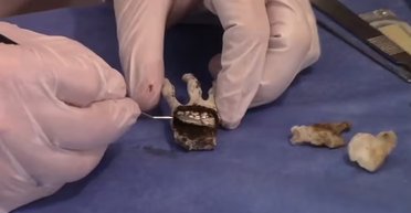 Руку "інопланетної мумії" з Перу препарували: у ній знайшли щось несподіване (фото)