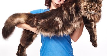 Пухнасті зірки. Топ-5 котячих досягнень з Книги рекордів Гіннеса