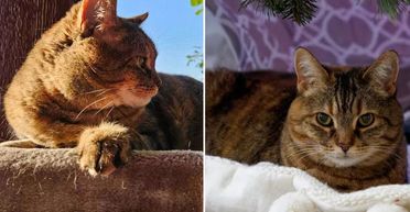 Жінка забрала з притулку кішку, а через 8 років розкрила на рентгені її великий секрет (фото)