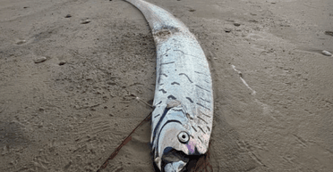 Жінка побачила на узбережжі рибу "Судного дня", що випливає перед катастрофою (фото)