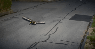 В Швейцарии утка превысила скорость движения: полет птицы поймала дорожная камера (фото)