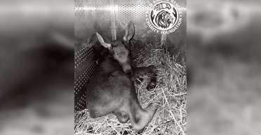 Під Києвом від обстрiлу РФ загинуло лосеня: воно одужувало від важкої хвороби (відео)