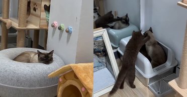 "Лучшее решение": владелица показала, как побороть апатию кота простым способом (видео)