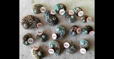 На пляже Австралии найден моллюск с загадочным аксессуаром на раковине: кто присвоил ему номер