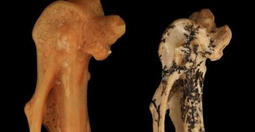 В Австралии нашли останки древней певчей птицы: ее потомки гудят, как бензопилы и поезда (фото)