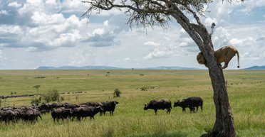 Цю цифру навіть складно уявити: скільки тварин мешкало на Землі за всю її історію