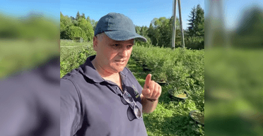 Посадил и стал миллионером: украинец додумался, как зарабатывать в Карпатах (фото)