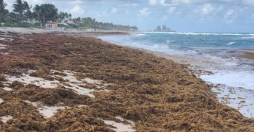 Бурая биомасса захватывает Атлантический океан: ее вес уже составляет 37,5 млн тонн (видео)