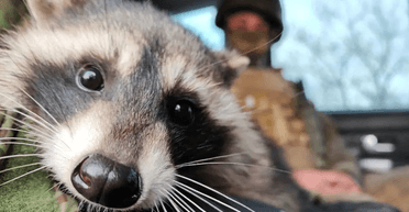 Настигло возмездие: у оккупантов украли енота, которого те ранее украли из зоопарка Херсона