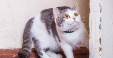 Почему кошки любят расцарапывать стены в доме: ответ ветеринаров удивляет