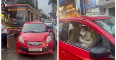 В мегаполисе произошла огромная пробка из-за одного авто: за рулем был хаски (видео)